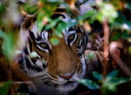 12 Night Tigers And Forts Of Central India And The Taj