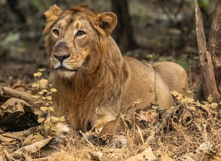 14 Night The Last Lions Of Asia