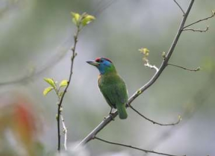 Wildlife Watching In The Himalayan Kingdoms