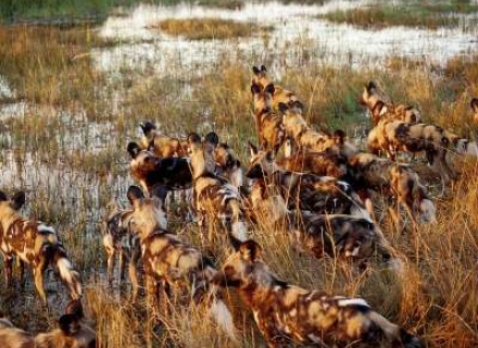 12 night Botswana Green Desert Lodge Safari