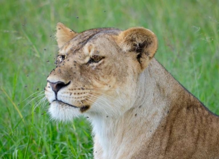 10 Night Elsa’s Safari – A Luxury Kenya Flying Safari