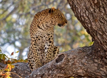 10 night Footsteps Across the Delta plus Kanana and Dinaka