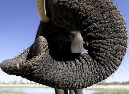 Abu Camp – Abu Concession – Okavango Delta