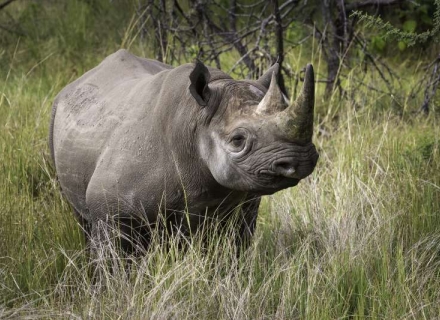 7 Night Kenyan Wilderness Adventures