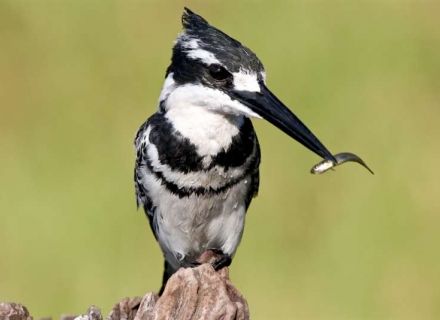 7 Night Kenya Bird Enthusiast Safari