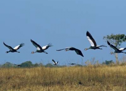 Zambia Birds