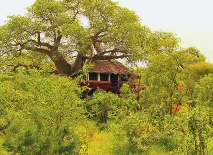 Elewana Tarangire Treetops – Tarangire National Park