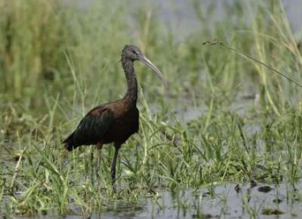 Zimbabwe Birds
