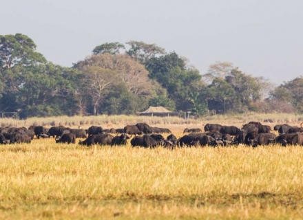 Busanga Bush Camp – Kafue National Park
