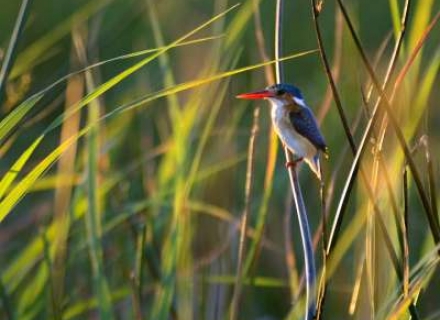 Botswana Birds