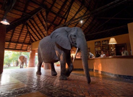 Mfuwe Lodge – South Luangwa National Park