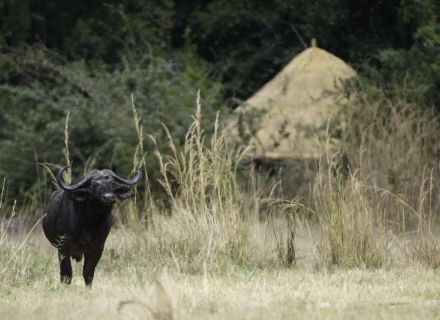 Kuyenda Bushcamp – South Luangwa National Park