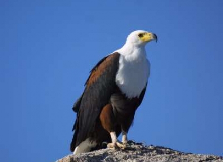 Malawi Birds