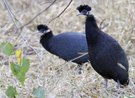 south Africa birds