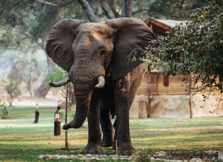 Chongwe River Camp – Lower Zambezi National Park
