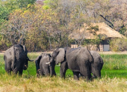 Nanzhila Plains and Nanzhila Lake Camps – Kafue National Park