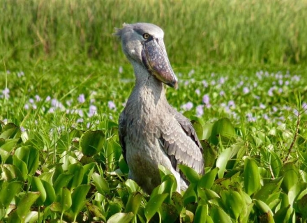 Shoebill Safari Zambia
