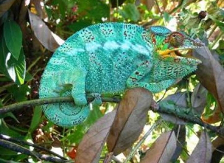 13 Night Madagascar – A Sanctuary of Nature