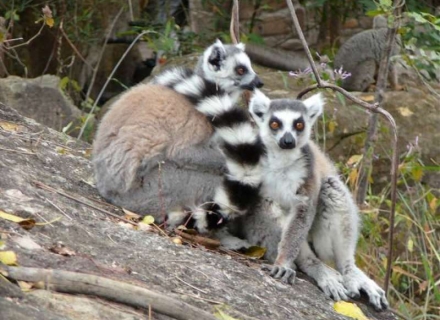 13 Night Madagascar – A World Apart