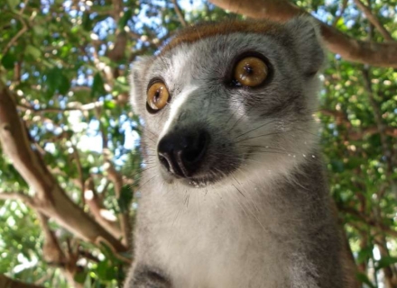 21 Night Budget Madagascar