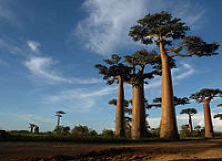 10 Night Madagascar in One Thousand Views