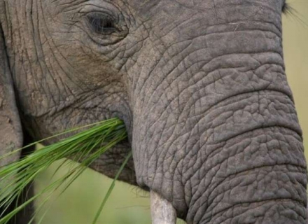 7 Night Photographic Safari – South Luangwa National Park