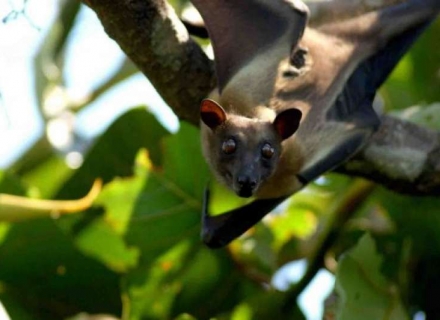 7 Night Kasanka Bat Small Group Safari