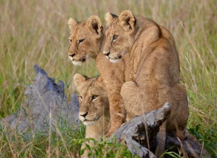 3 night Botswana Footsteps Family Safari
