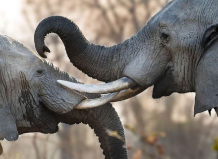 6 Night Malawi Bush and Beach with Robin Pope Safaris