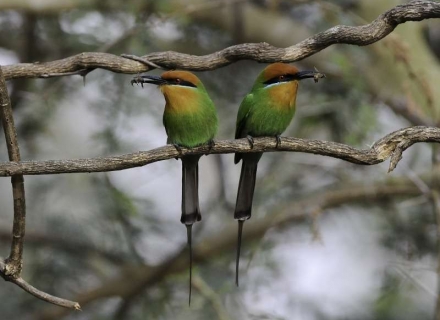 7 Night Southern Malawi Explorer
