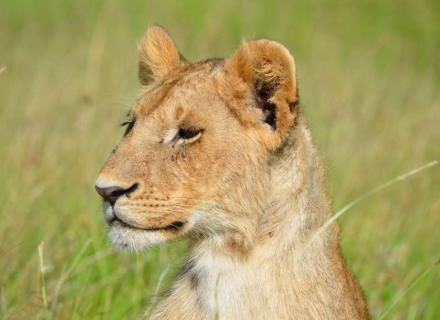 12 Night South Luangwa National Park and Likoma Island Lake Malawi