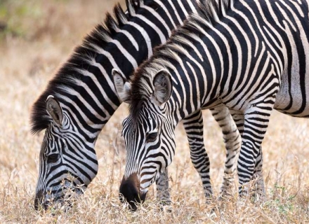10 Night Malawi Wildlife and Lake with Robin Pope