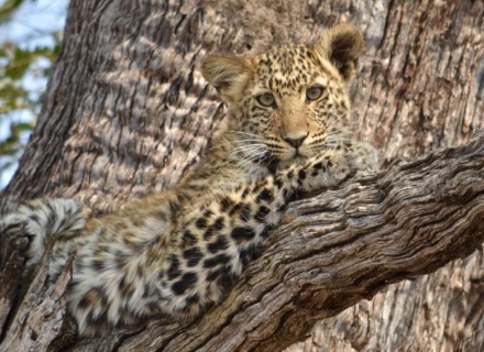 14 Night South Luangwa Safari and Lake Malawi with Robin Pope Safaris
