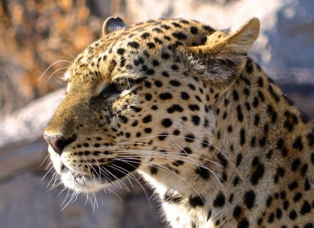 15 Night Luxurious South Luangwa safari and Lake Malawi Time & Tide