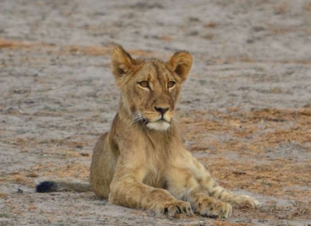 12 Night Zimbabwe Family Safari