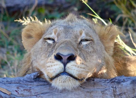 12 night Botswana Adventure and Okavango Walking Safari