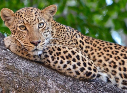 11 Night Just Southern Tanzania by Road