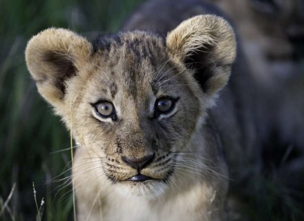 Tanzania Photographic Safaris
