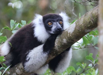 21 Night Wildlife and Birds of Madagascar