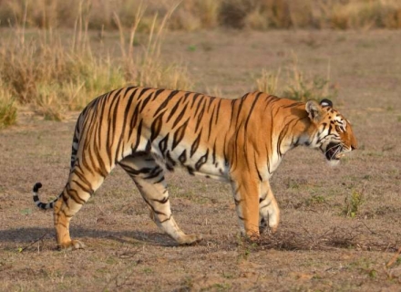 14 Night Kanha, Pench and Satpura Safari