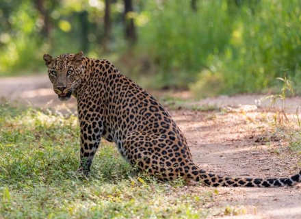 14 Night Tadoba, Pench and Satpura Safari