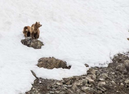 14 Night Snow Leopards and Brown Bears – Leh, Dras and Ulley