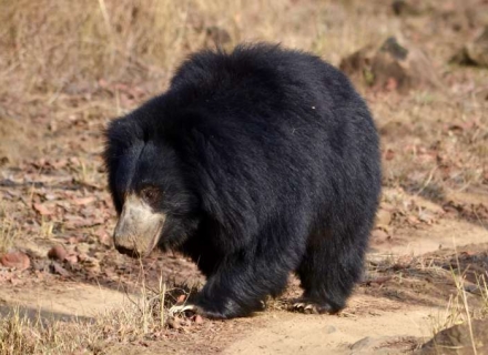 8 Night Highlights of Central India – Satpura Tiger Reserve