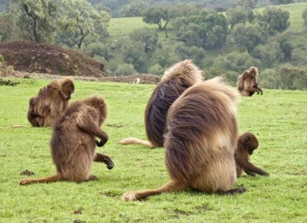 20 Nights Fly-In Gorillas of Odzala plus Wildlife and Cultural Highlights of Ethiopia by Road