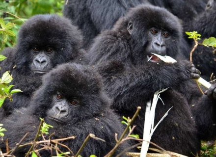 12 Night Best of Uganda Tailor Made Safari