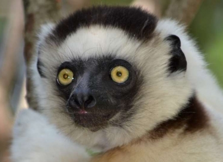19 Night Comfort Wildlife of Madagascar