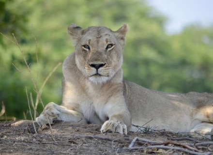 Ladies Only Safari to Tanzania – June 2024