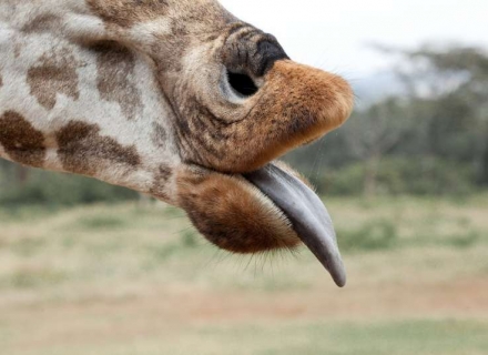 Kenya – Sala, Sasaab, Solio, Giraffe Manor