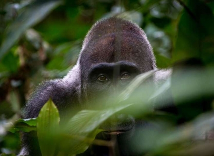 Complimentary Gorilla Permit