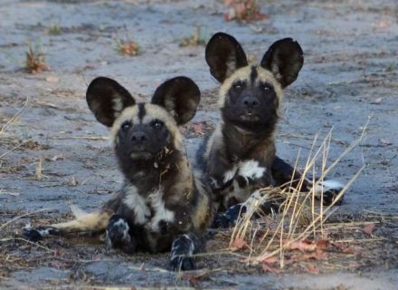 Okavango Secret Season – Stay 9 Pay 6